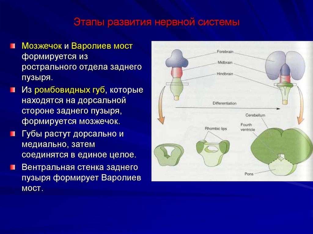 Этапы развития нервной системы
