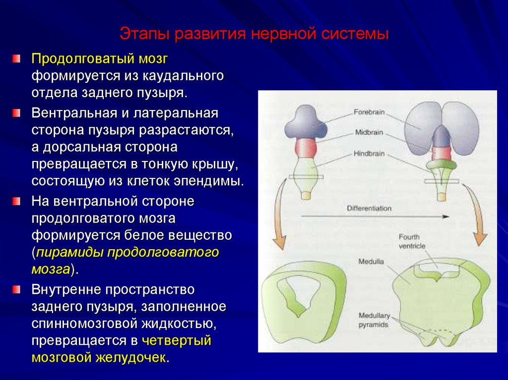 Этапы развития нервной системы