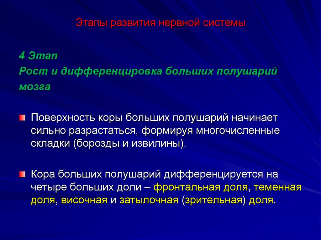 Этапы развития нервной системы