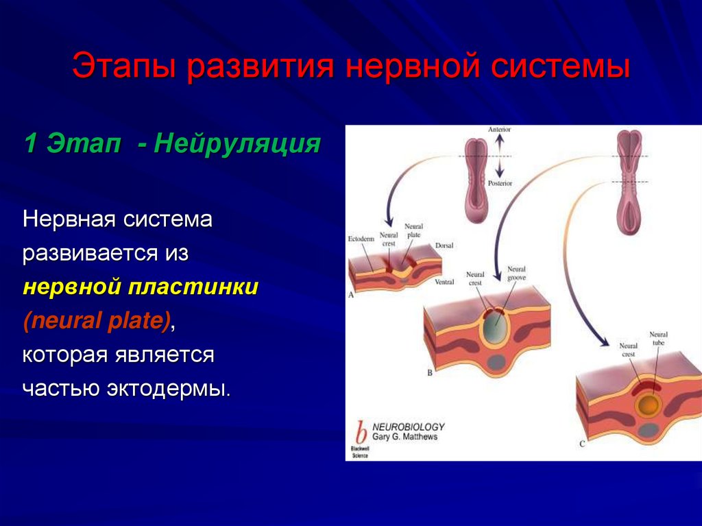 Этапы развития нервной системы