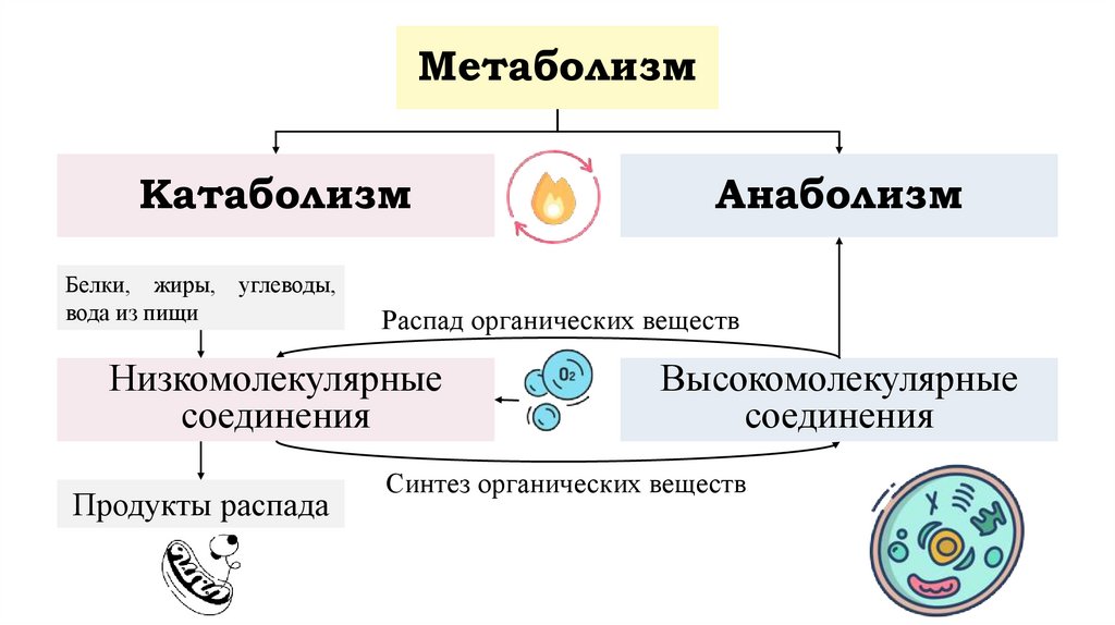 Метаболизм