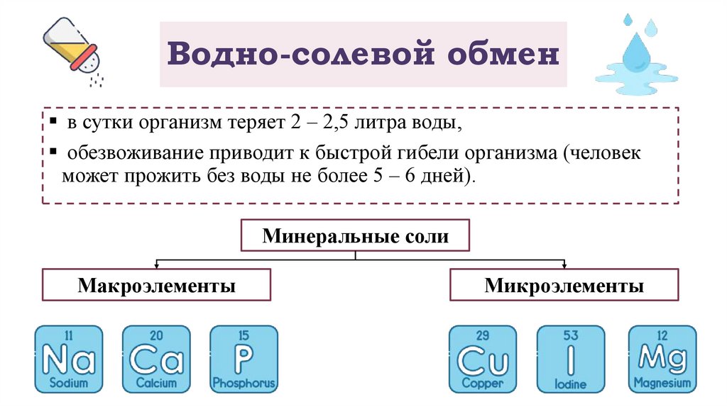 Водно-солевой обмен