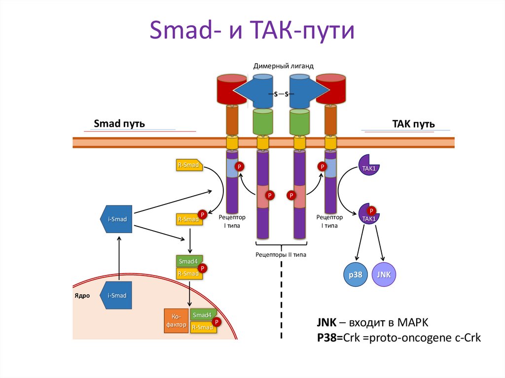 Smad- и ТАК-пути