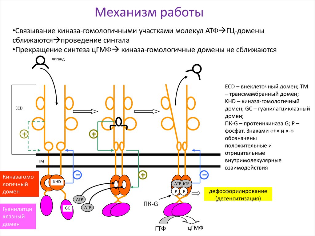 Механизм работы