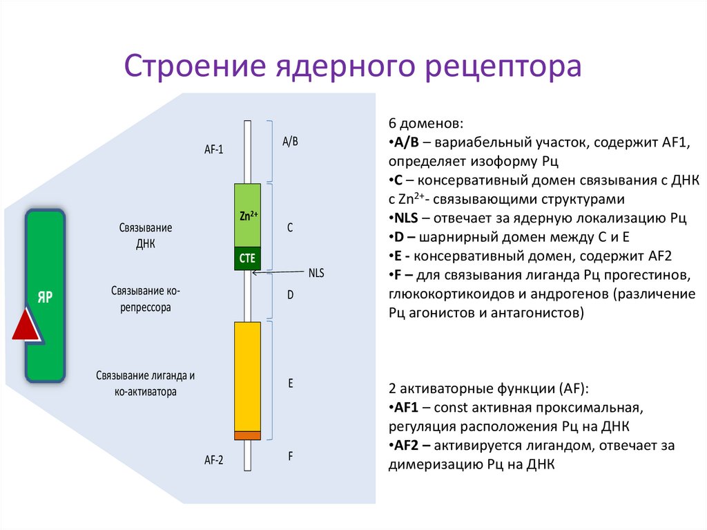 Строение ядерного рецептора