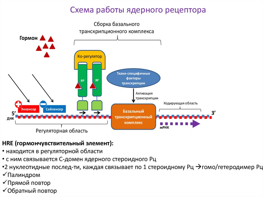 Схема работы ядерного рецептора