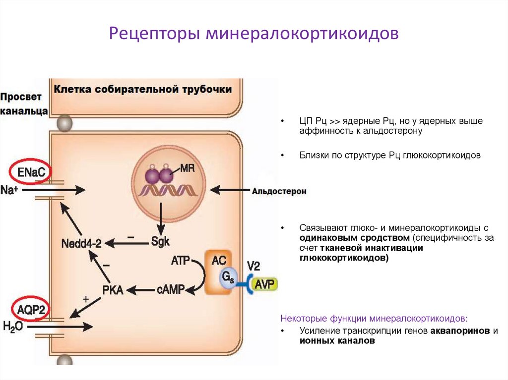 Рецепторы минералокортикоидов