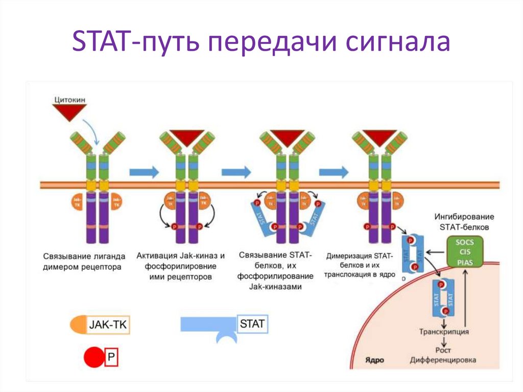 STAT-путь передачи сигнала