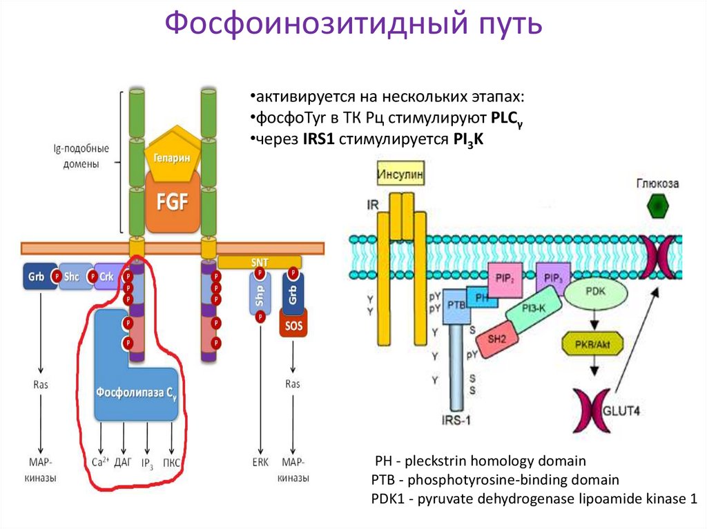 Фосфоинозитидный путь