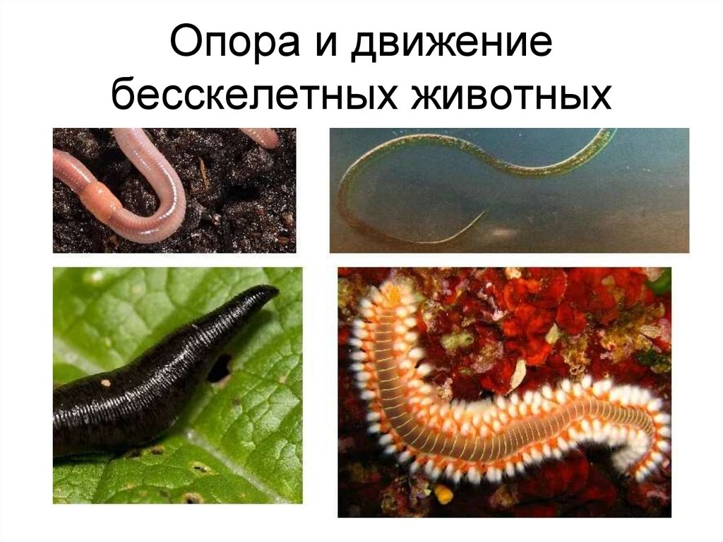 Опора и движение бесскелетных животных