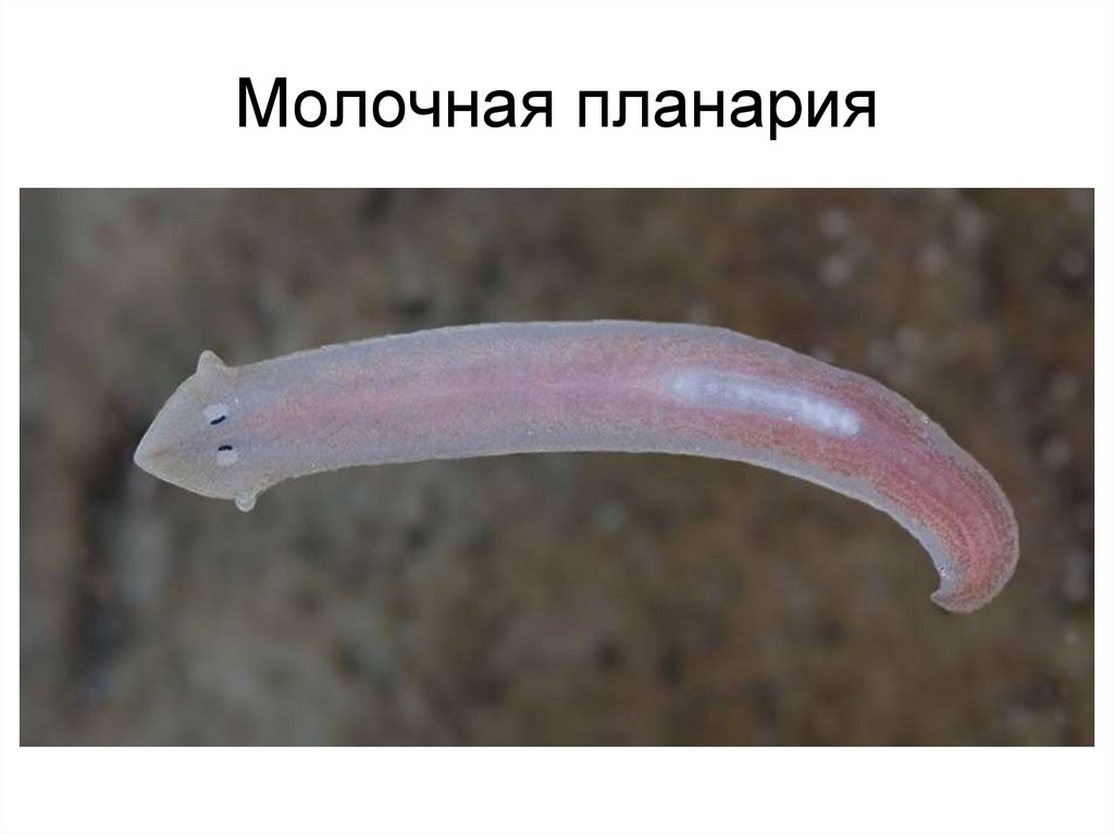 Молочная планария