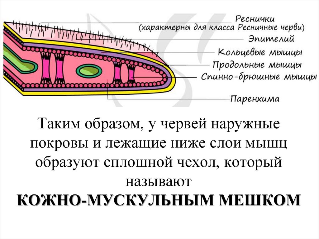 Таким образом, у червей наружные покровы и лежащие ниже слои мышц образуют сплошной чехол, который называют КОЖНО-МУСКУЛЬНЫМ