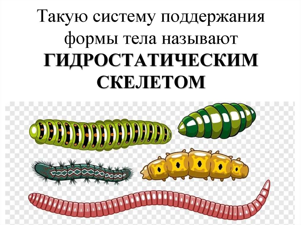 Такую систему поддержания формы тела называют ГИДРОСТАТИЧЕСКИМ СКЕЛЕТОМ