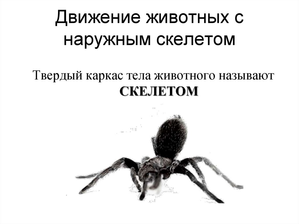 Движение животных с наружным скелетом