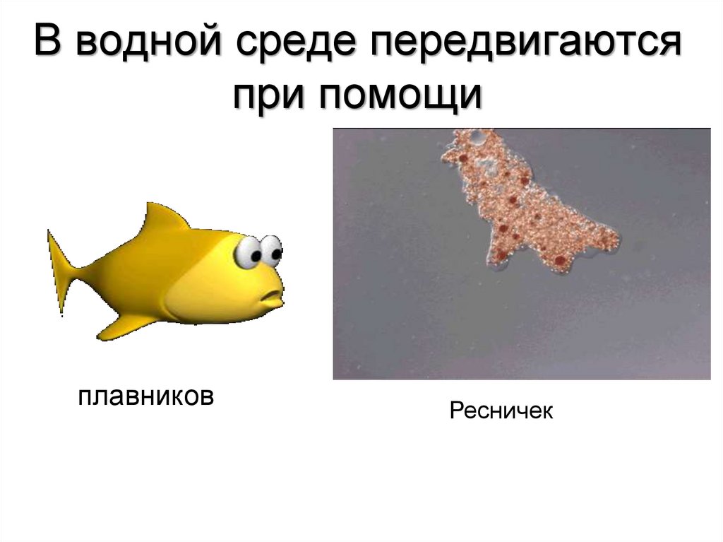 В водной среде передвигаются при помощи