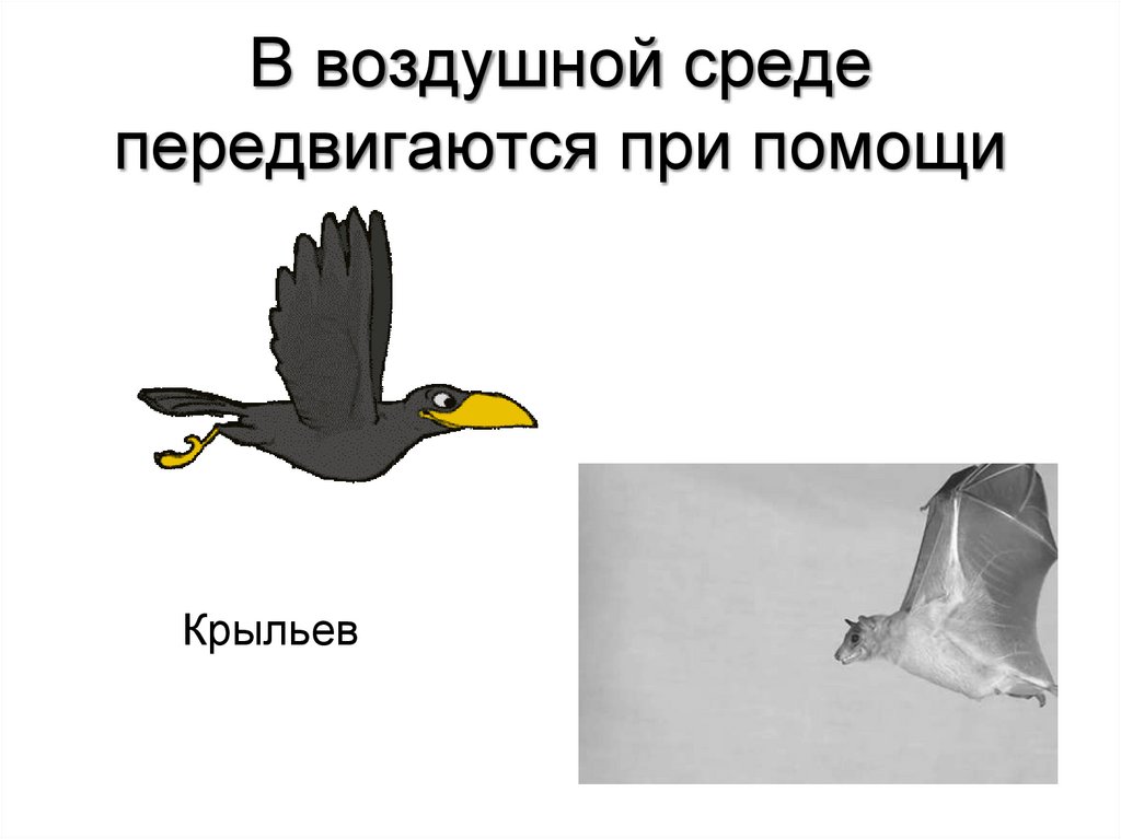 В воздушной среде передвигаются при помощи