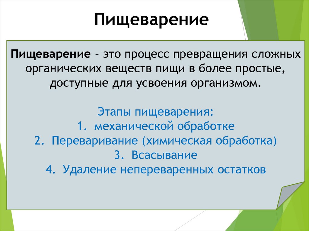 Пищеварение