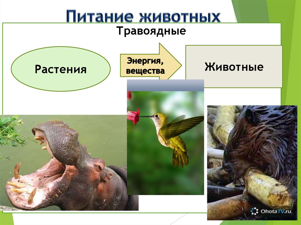 Питание животных