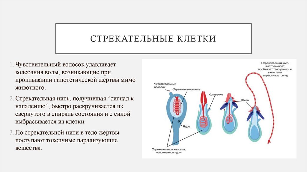 Стрекательные клетки