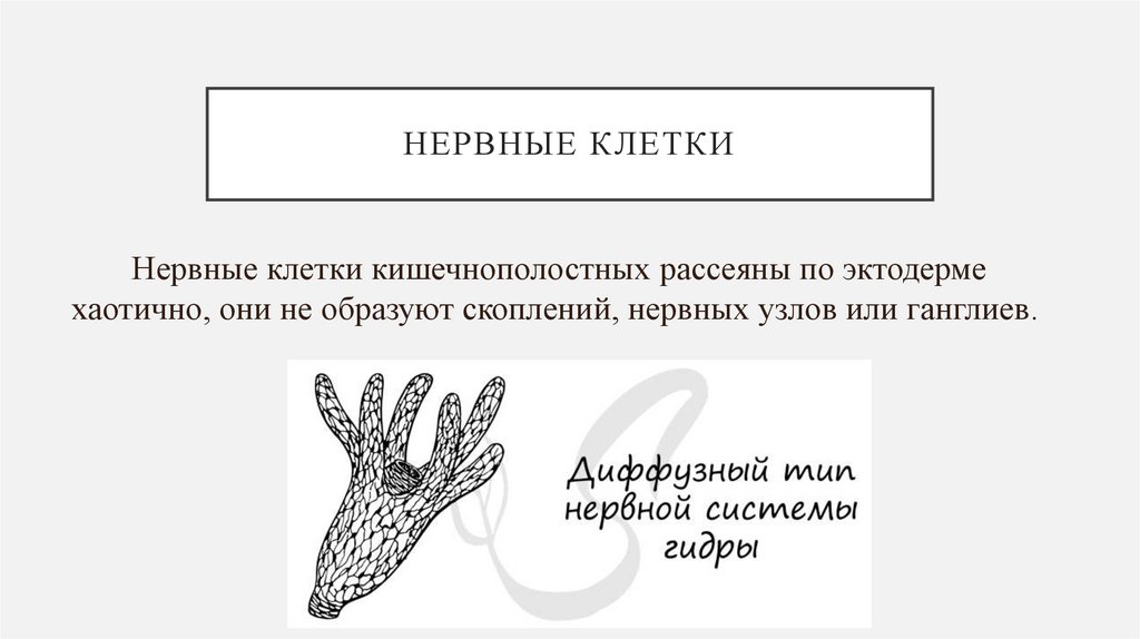 Нервные клетки
