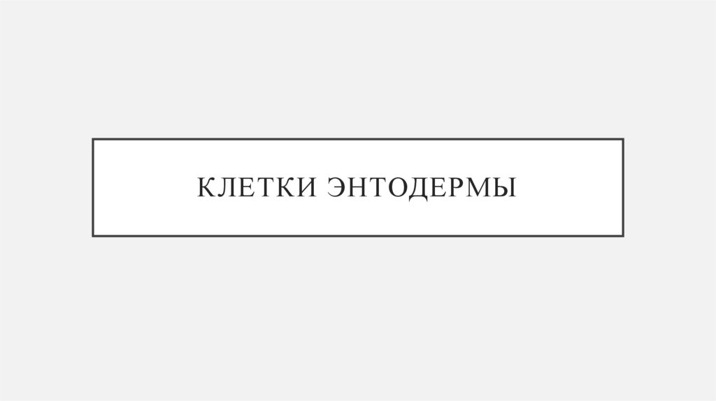 Клетки энтодермы