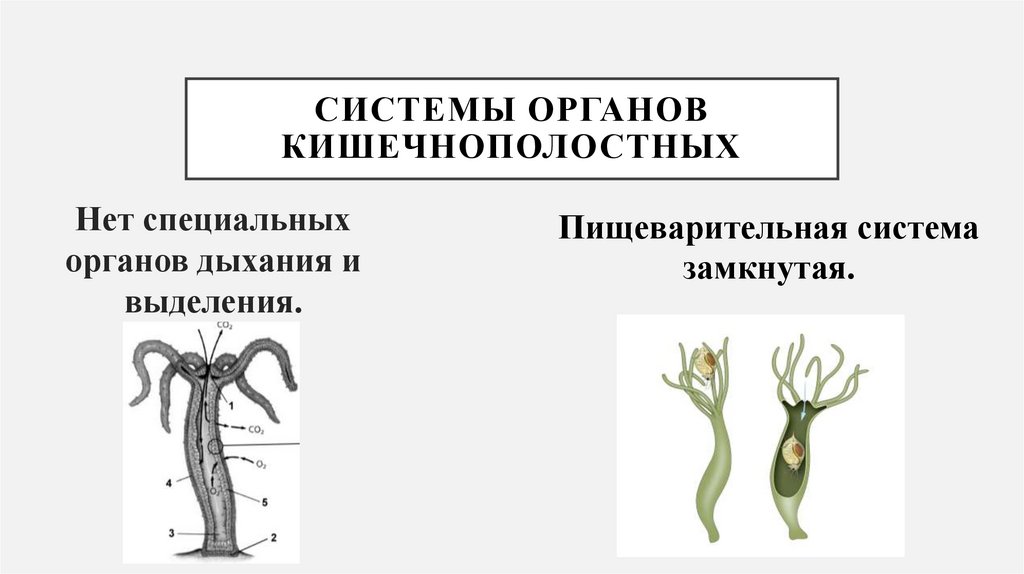 Системы органов кишечнополостных