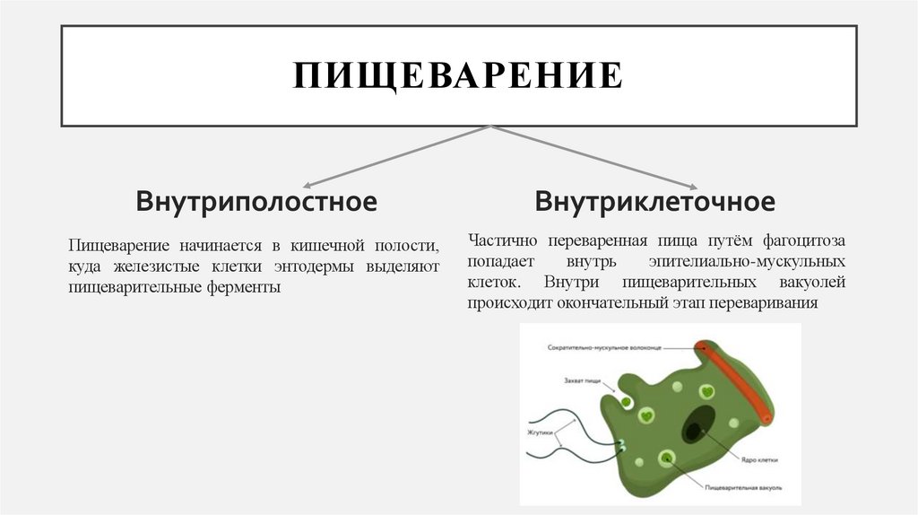 Пищеварение