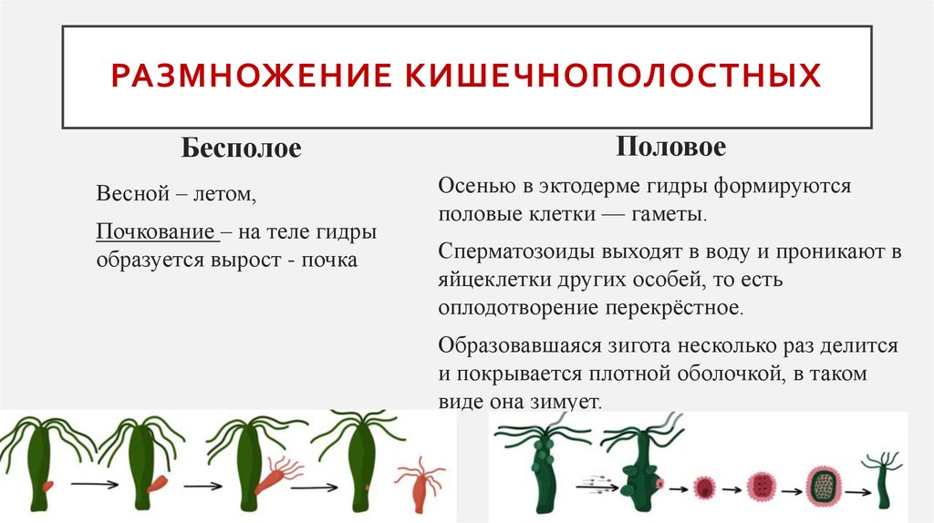 Размножение кишечнополостных