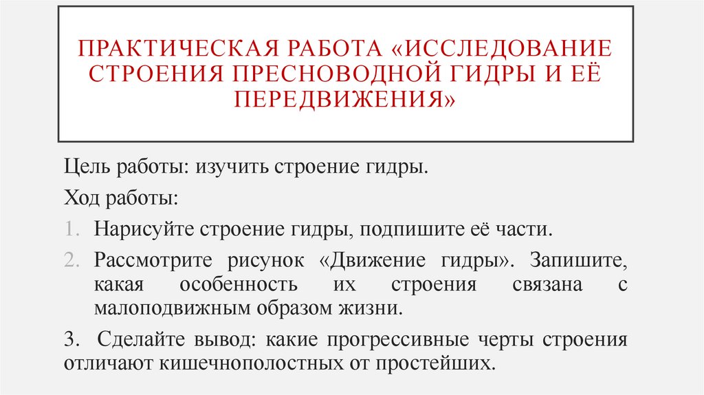 Практическая работа «Исследование строения пресноводной гидры и её передвижения»