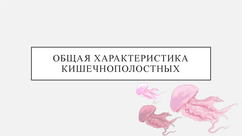 Общая характеристика кишечнополостных