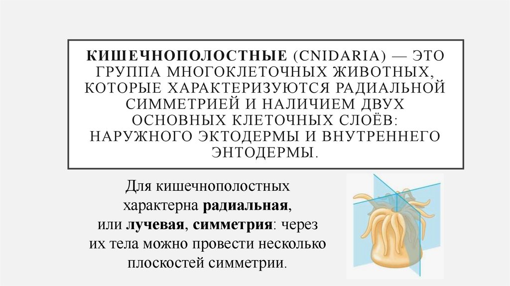 Кишечнополостные (Cnidaria) — это группа многоклеточных животных, которые характеризуются радиальной симметрией и наличием двух