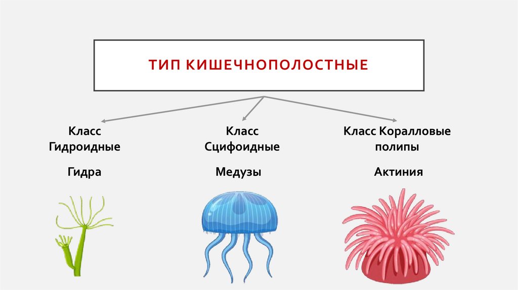 Тип Кишечнополостные