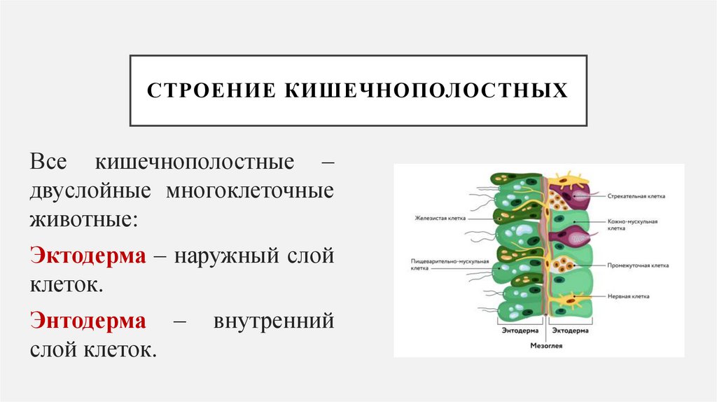 Строение кишечнополостных