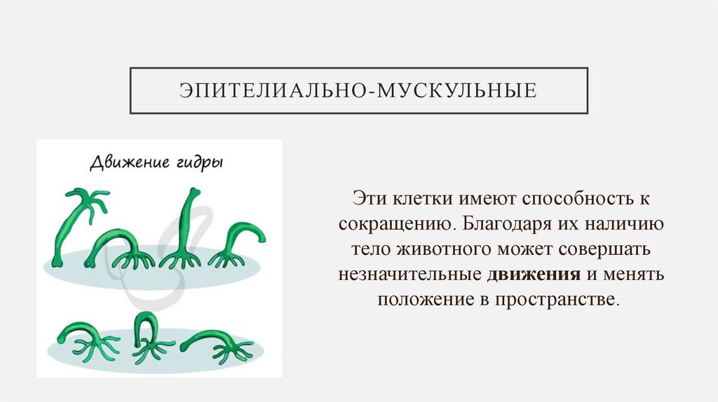 Эпителиально-мускульные