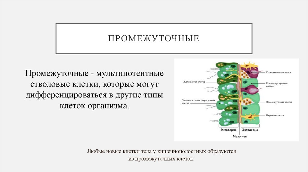 Промежуточные