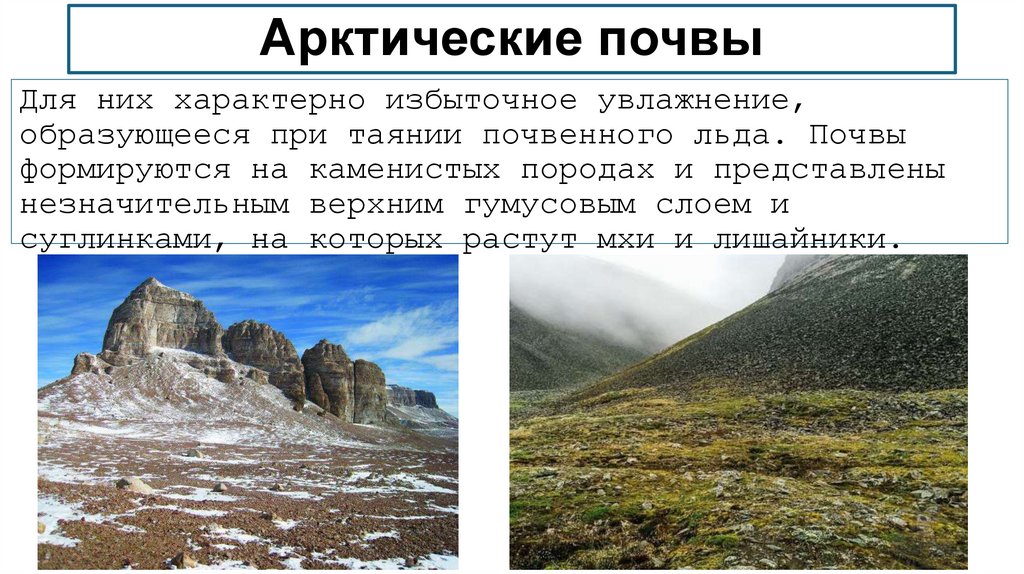 Арктические почвы