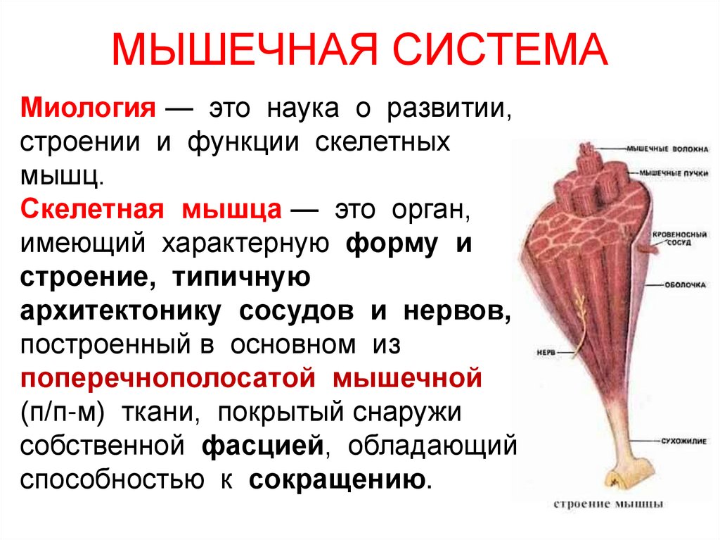 МЫШЕЧНАЯ СИСТЕМА