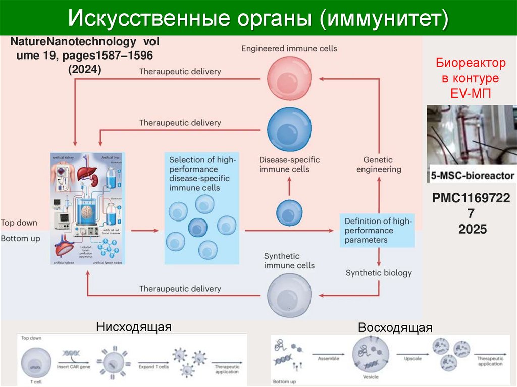 Искусственные органы (иммунитет)