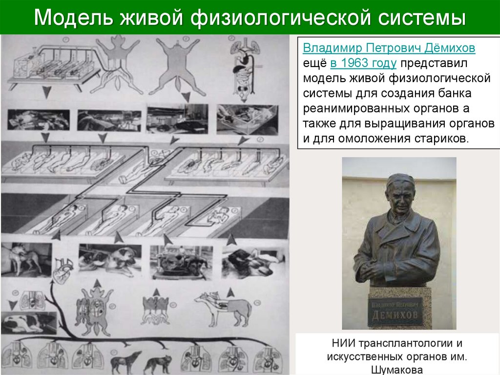 Модель живой физиологической системы