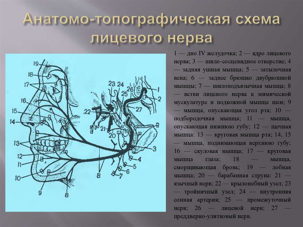 Анатомо-топографическая схема лицевого нерва