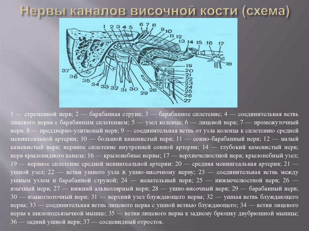 Нервы каналов височной кости (схема)