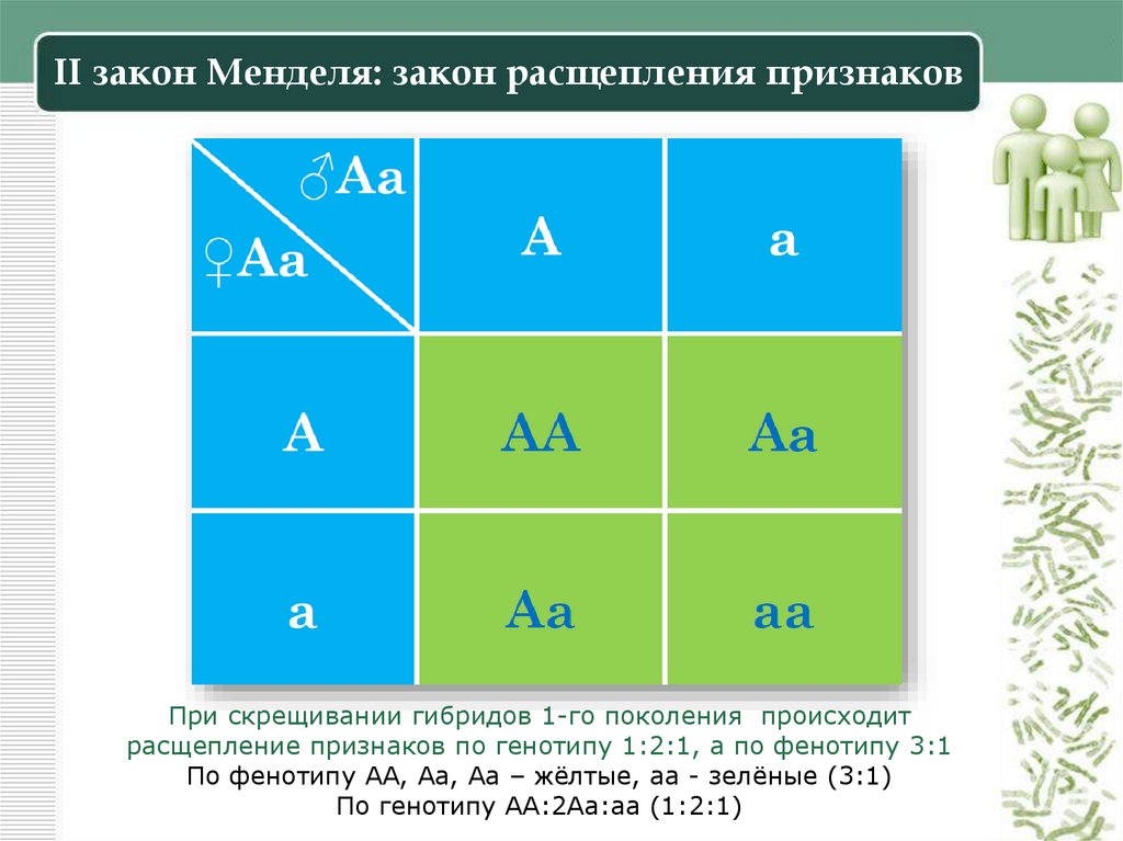 II закон Менделя: закон расщепления признаков