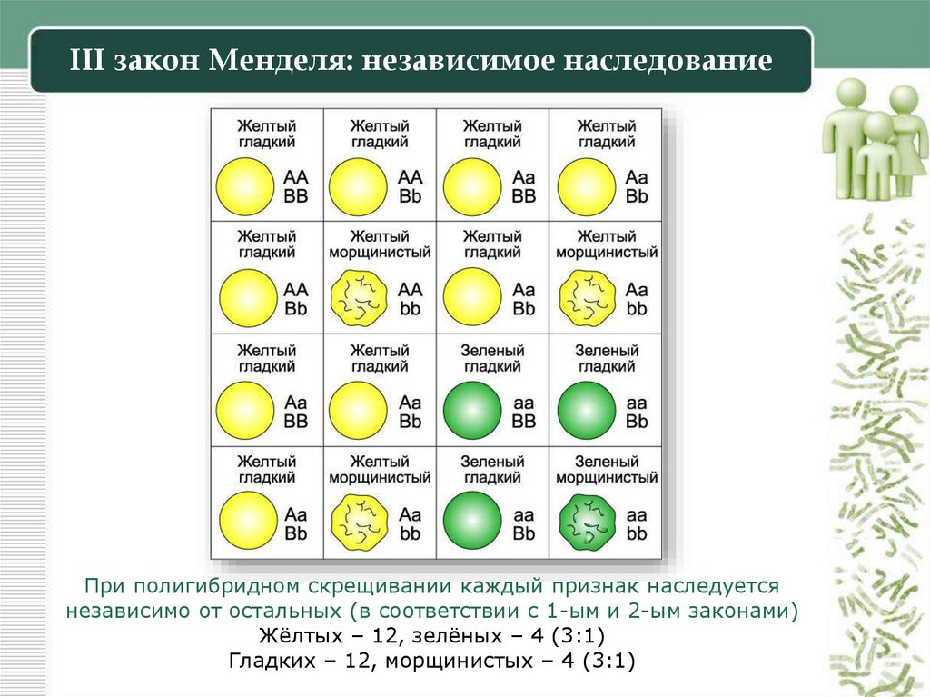 III закон Менделя: независимое наследование