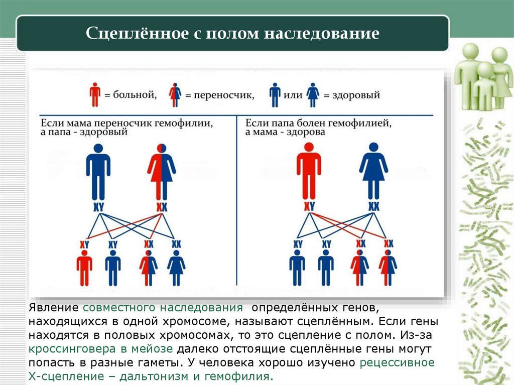 Сцеплённое с полом наследование