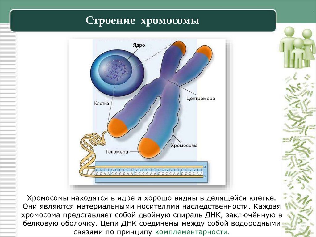 Строение хромосомы