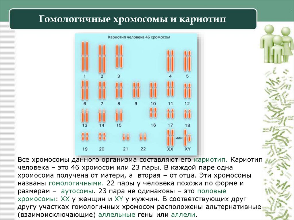 Гомологичные хромосомы и кариотип