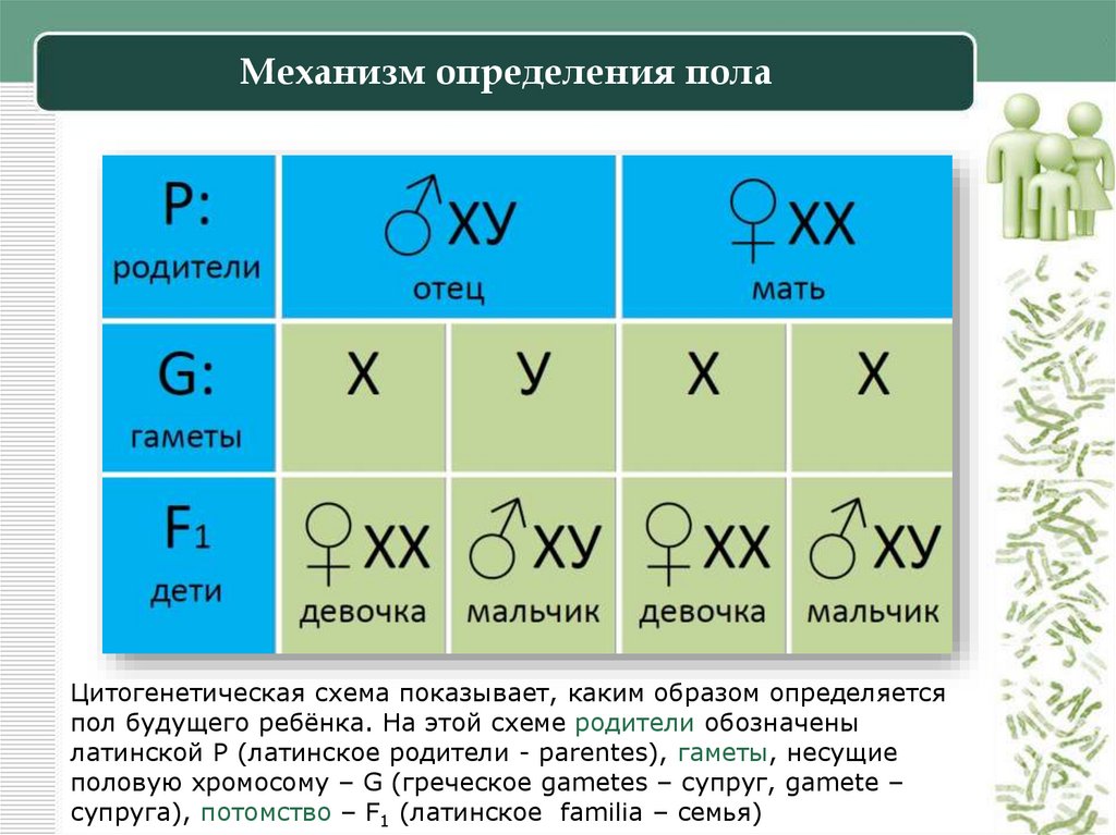 Механизм определения пола