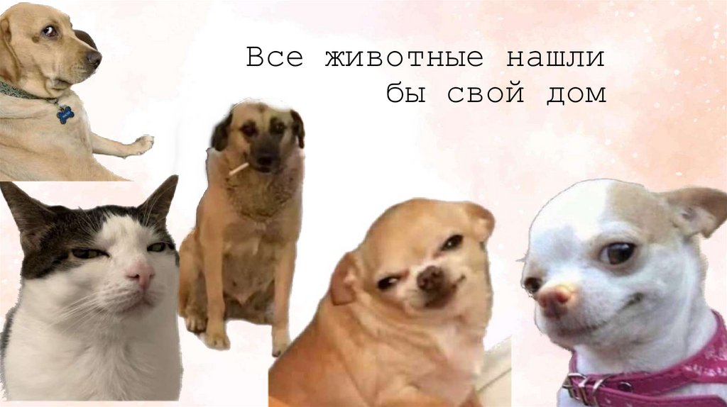 Все животные нашли бы свой дом