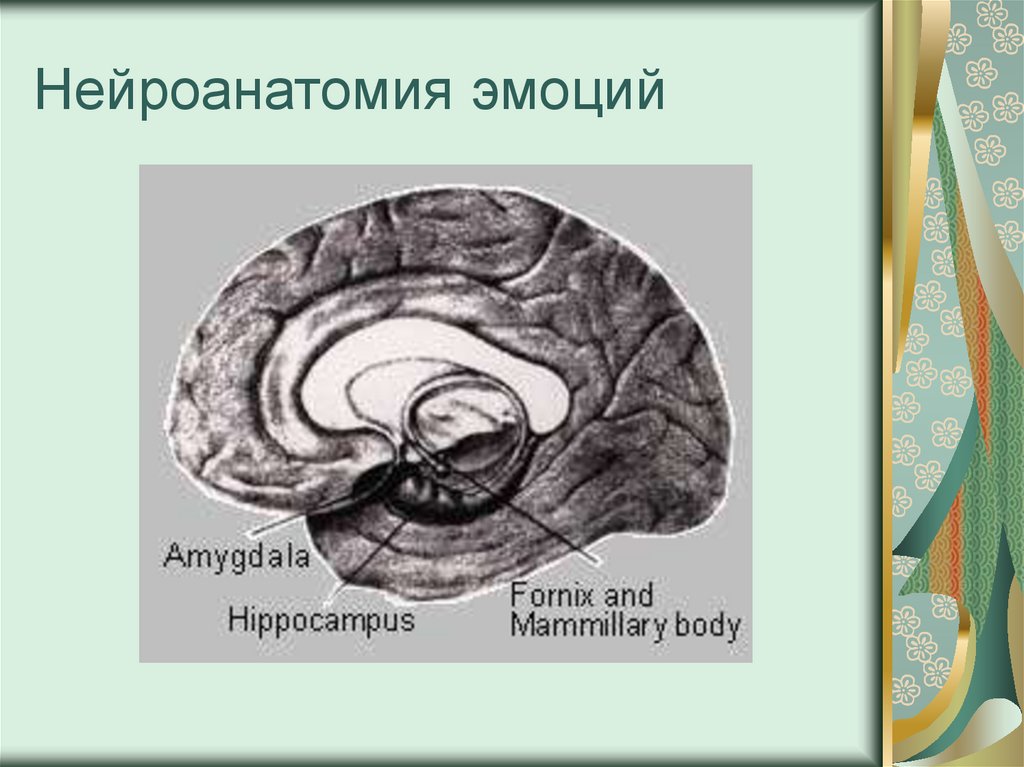 Нейроанатомия эмоций