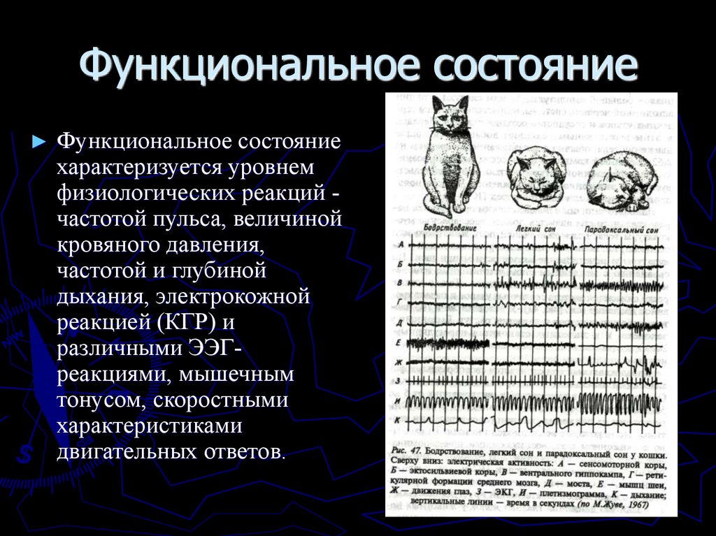 Функциональное состояние